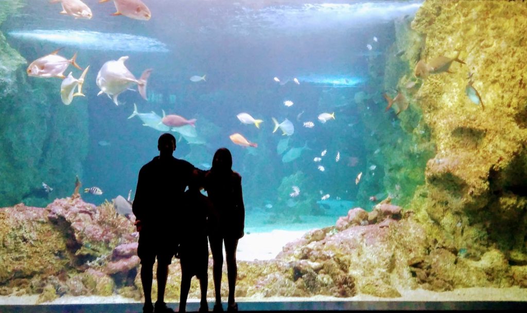 Sydney_Aquarium