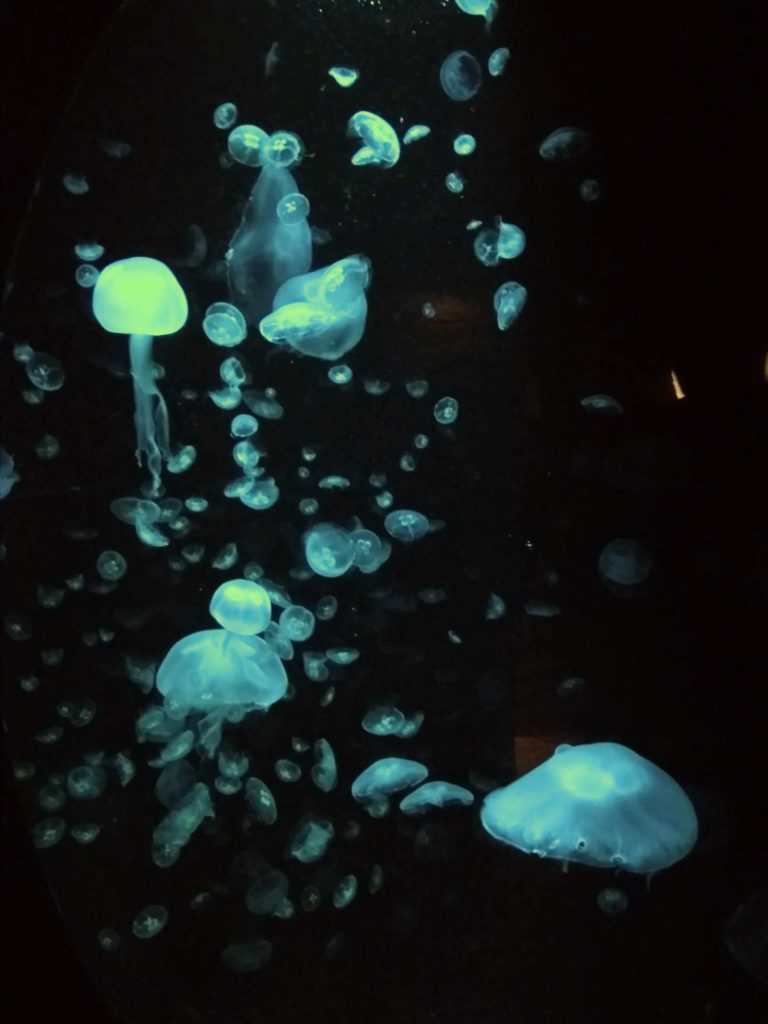 Sydney_Aquarium_Jellyfish