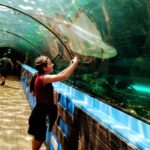 Sydney_Aquarium_Manta_Ray
