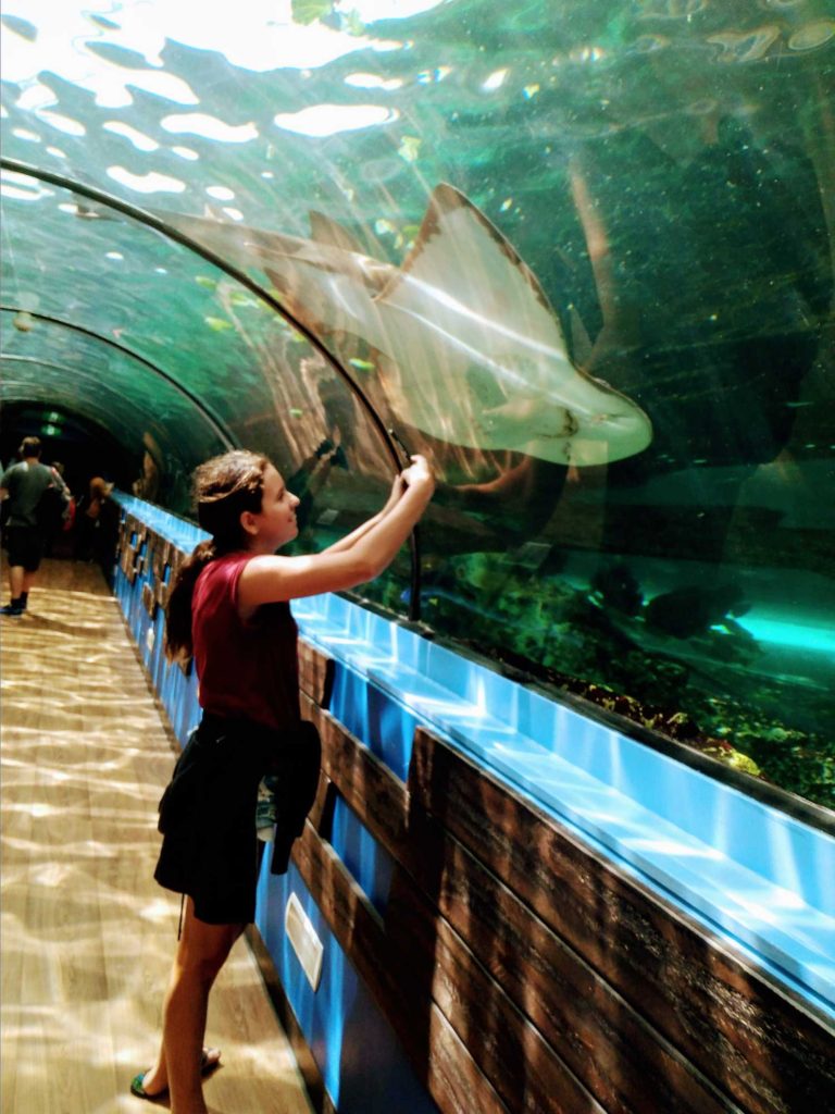 Sydney_Aquarium_Manta_Ray