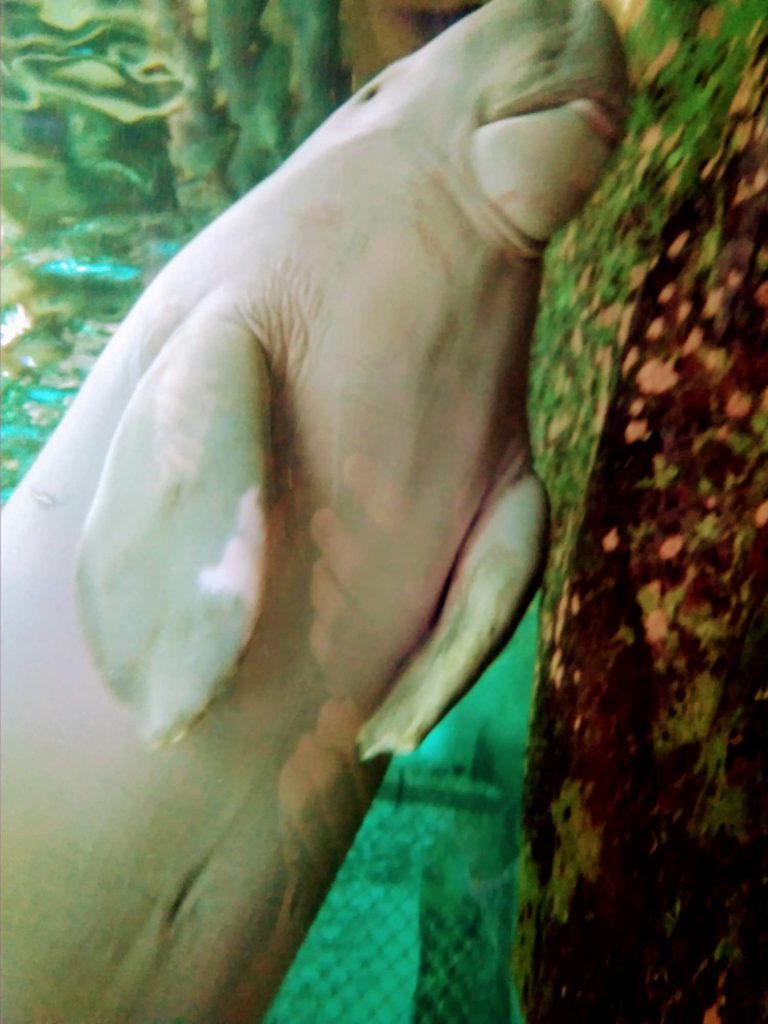 Sydney_Aquarium_Dugong