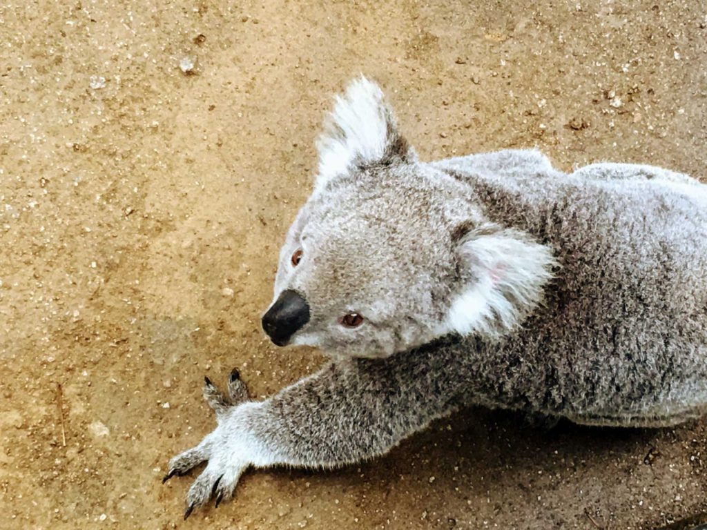 Sydney_zoo_Koala